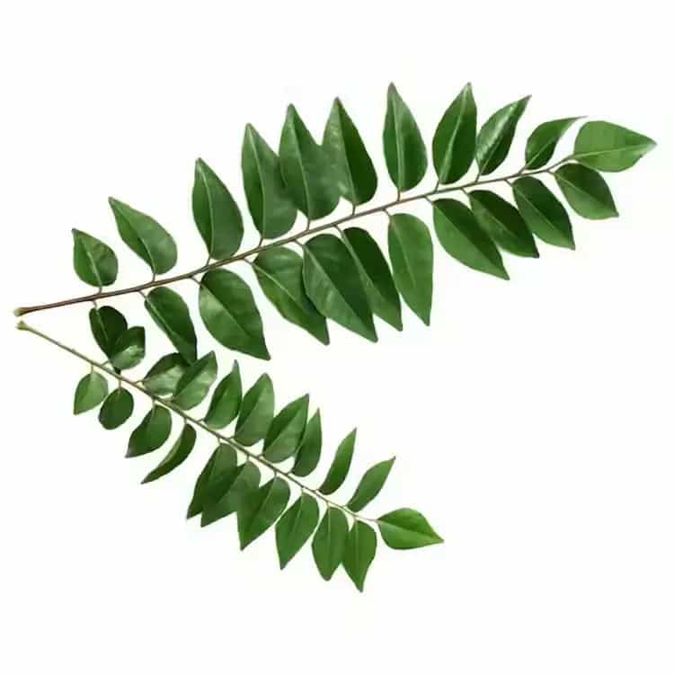 Curry leaves Rs.2