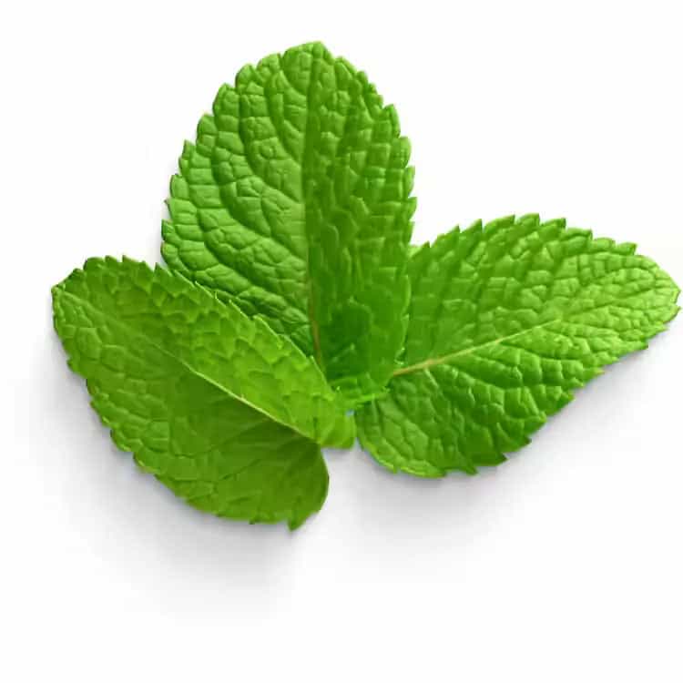 Mint leaves