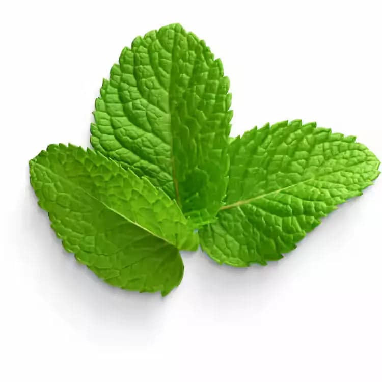 Mint leaves - vegetables-mint